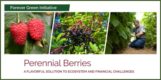 berries photo banner from summary document