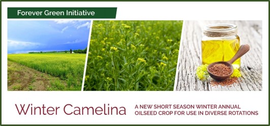 camelina photo banner from summary document