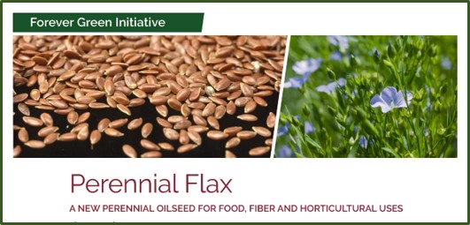 flax photo banner from summary document