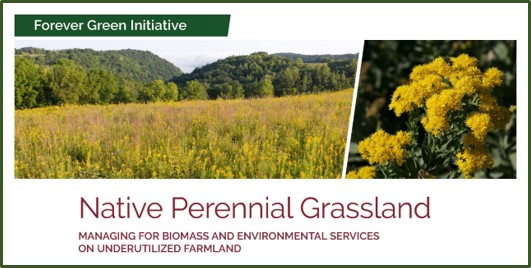 native perennial grassland photo banner from summary document