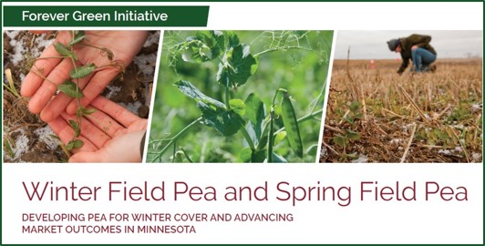 winter and spring pea photo banner from summary document
