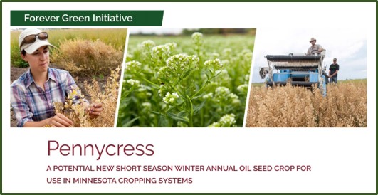 pennycress photo banner from summary document