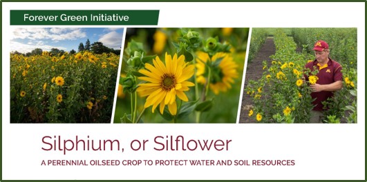 silphium photo banner from summary document