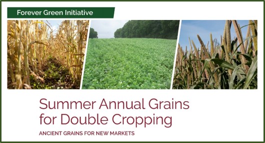 summer grains photo banner from summary document