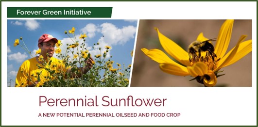 perennial sunflower photo banner from summary document
