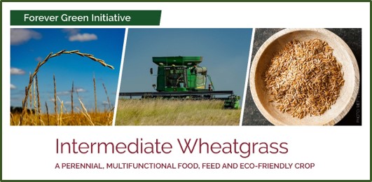 intermediate wheatgrass photo banner from summary document