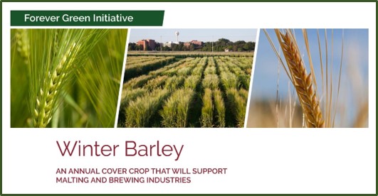 winter barley photo banner from summary document