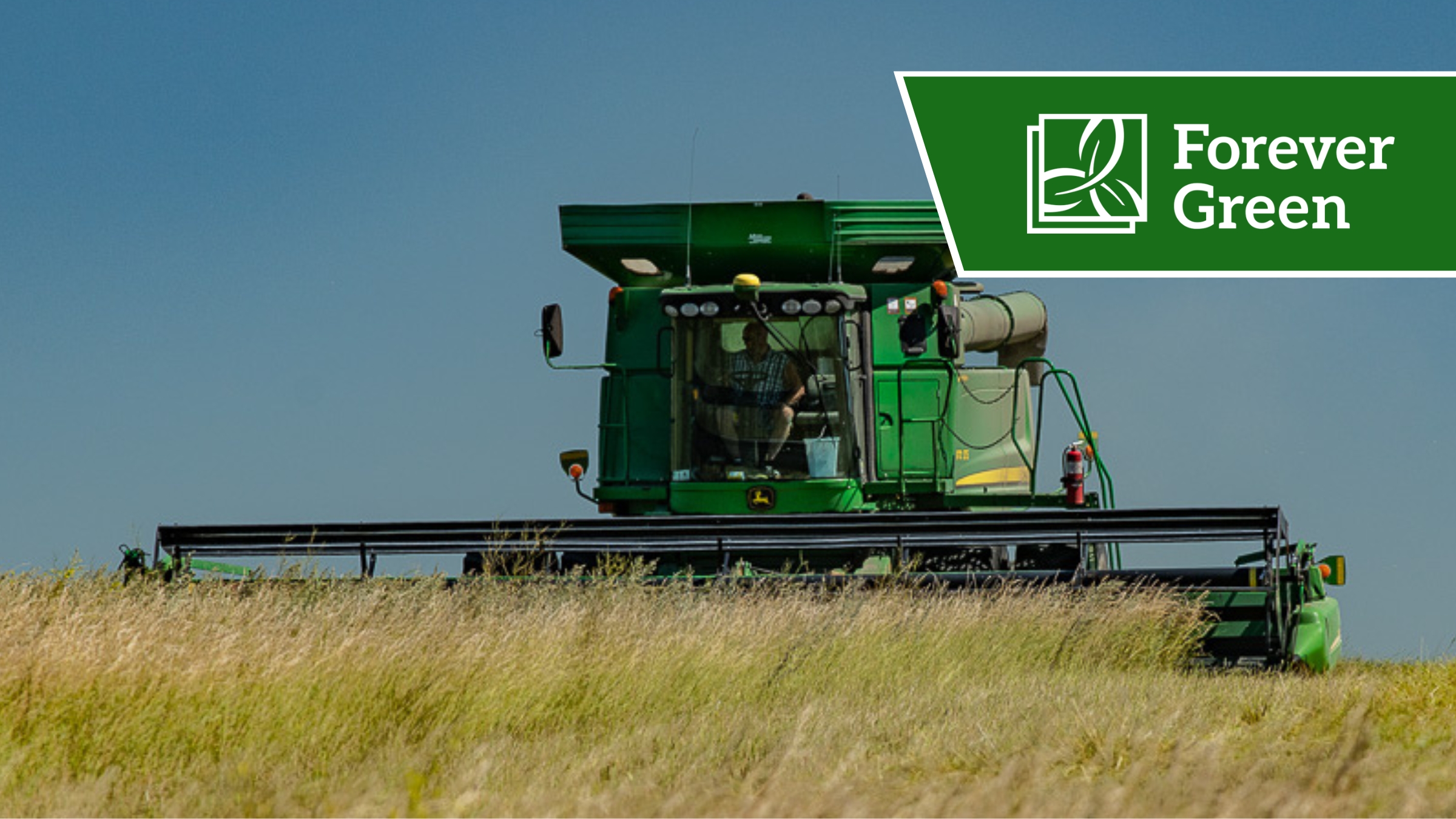 A piece of green farm machinery harvesting in a field of golden Kernza Intermediate Wheatgrass.