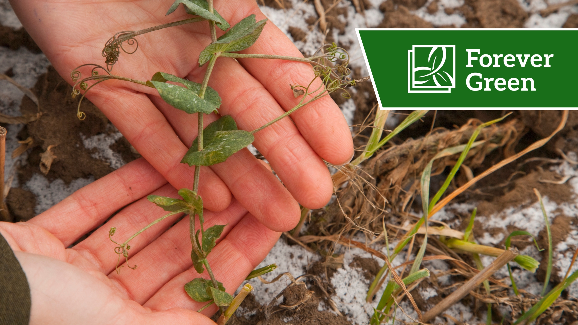 A pair of hands holding a growing pea plant. Snow can be seen on the soil in the background.