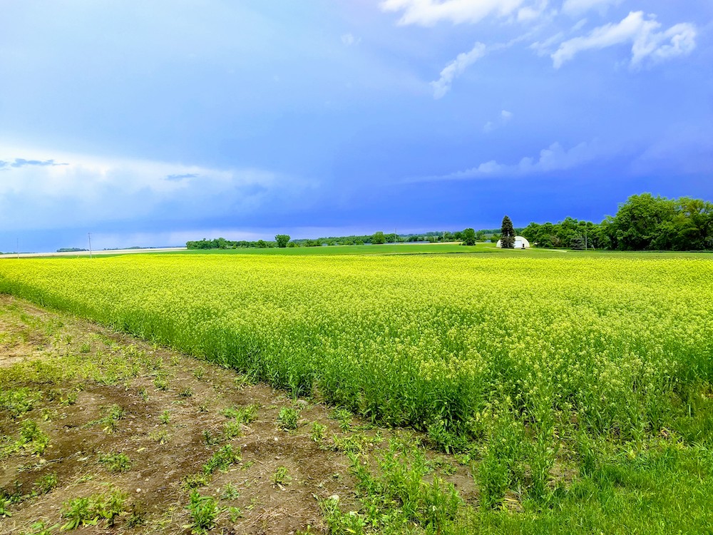 A field of green winter camelina, with a blue sky and white farmhouse in the distance.