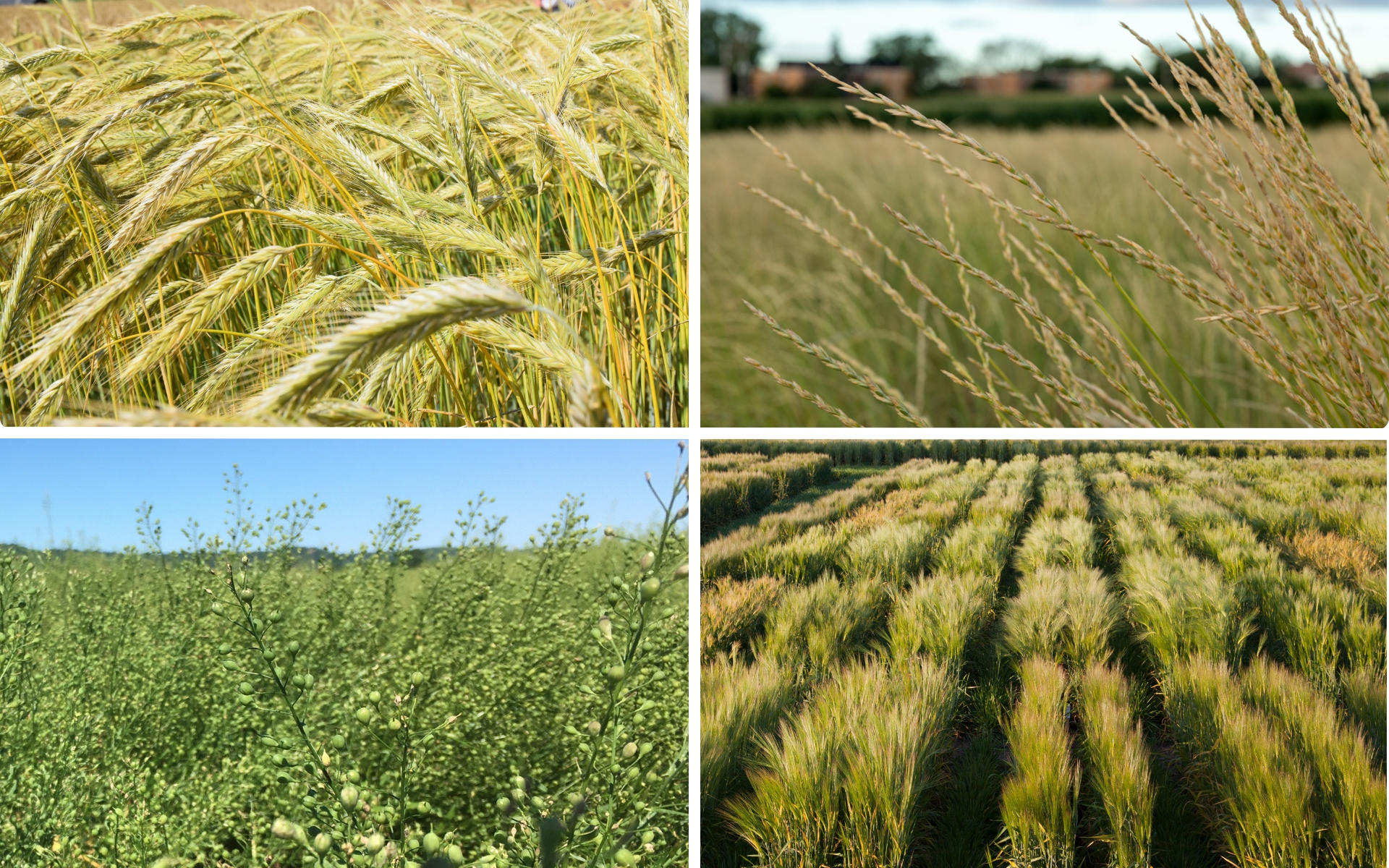 Four crops in a collage, clockwise starting in the top left: Hybrid winter rye, Kernza, winter barley and winter camelina.
