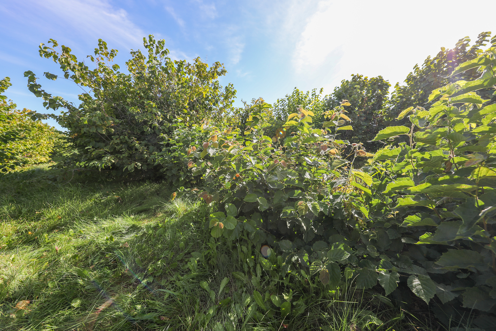 A large hazelnut shrub, green and leafy and in a sunny field.
