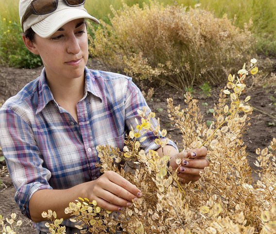 A researcher inspects winter oilseeds.