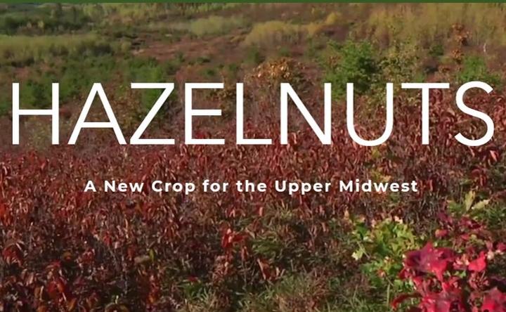 Upper Midwest Hazelnut Development Initiative banner segment rectangle